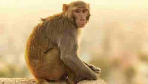 Monkey