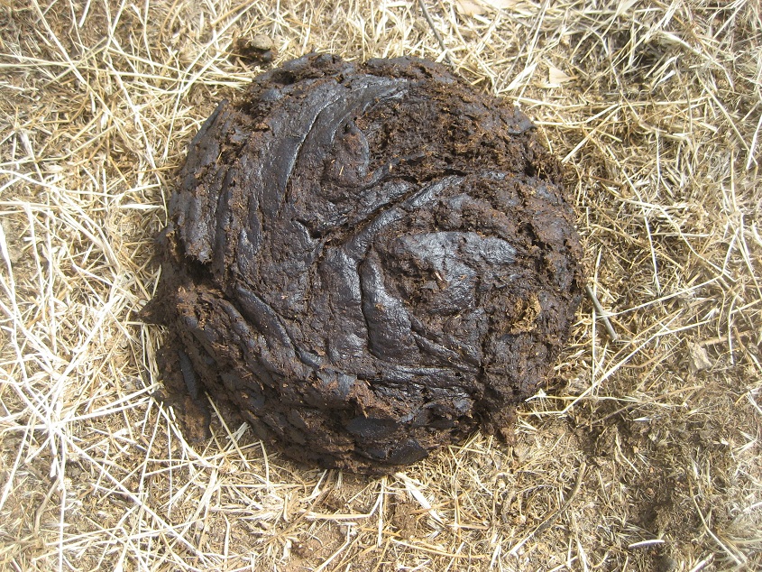 cow dung