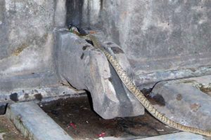 Snake pooja