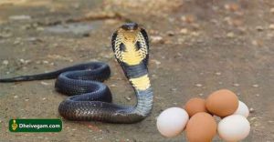 Snake egg