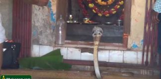 Snake in Temple