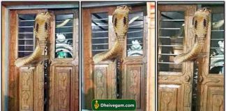 Snake in temple