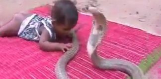 snake with baby