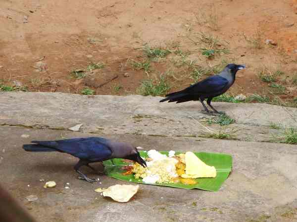 crow feeding