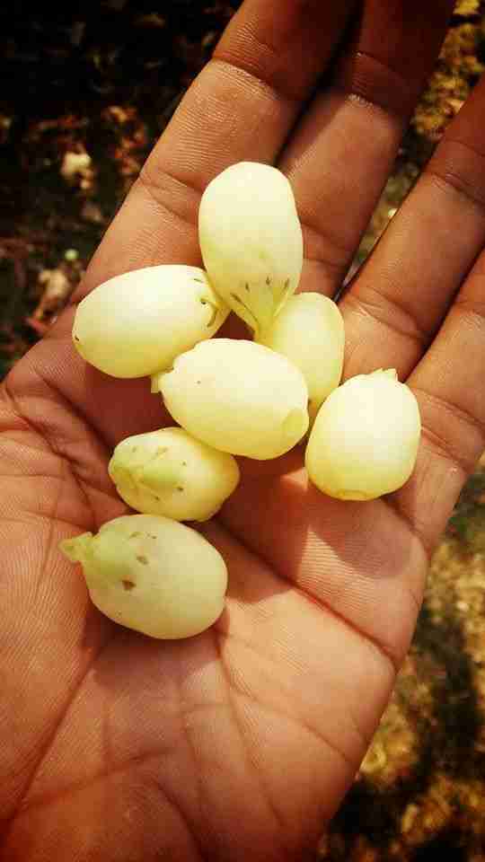 இலுப்பை எண்ணெய் நன்மைகள் Iluppai oil uses in Tamil