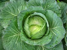 cabbage muttaikose