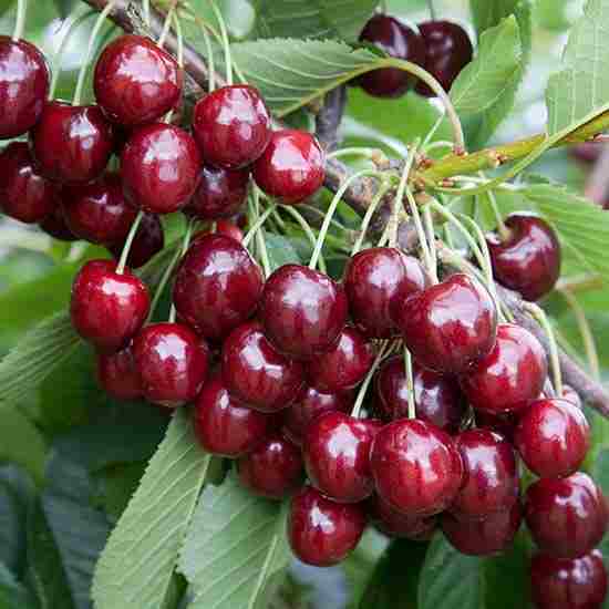 cherry-fruit-benefits-in-tamil