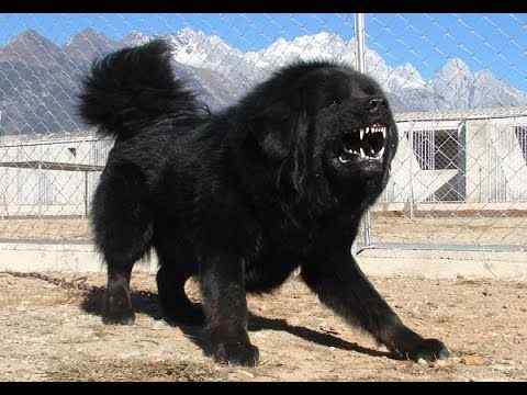 tibetan mastiff dog