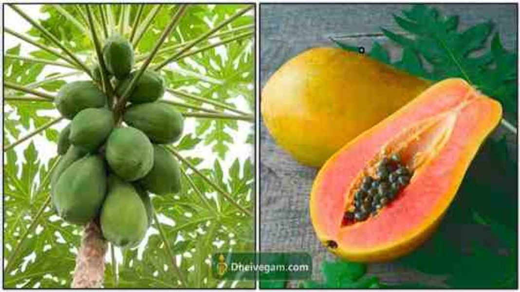 பப்பாளி நன்மைகள் Papaya benefits in Tamil