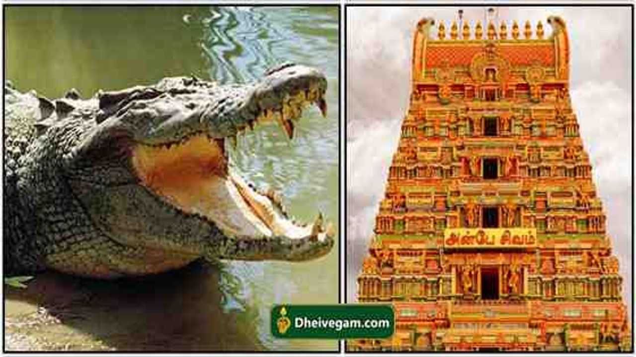 ananthapura-temple-crocodile-1