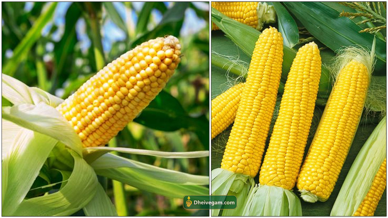 சோளம் பயன்கள் Solam payangal in Tamil Corn benefits in Tamil