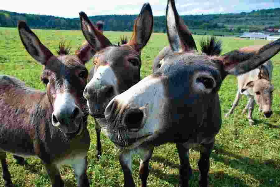 donkey milk