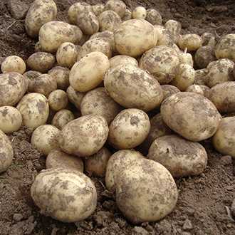potato-urulai