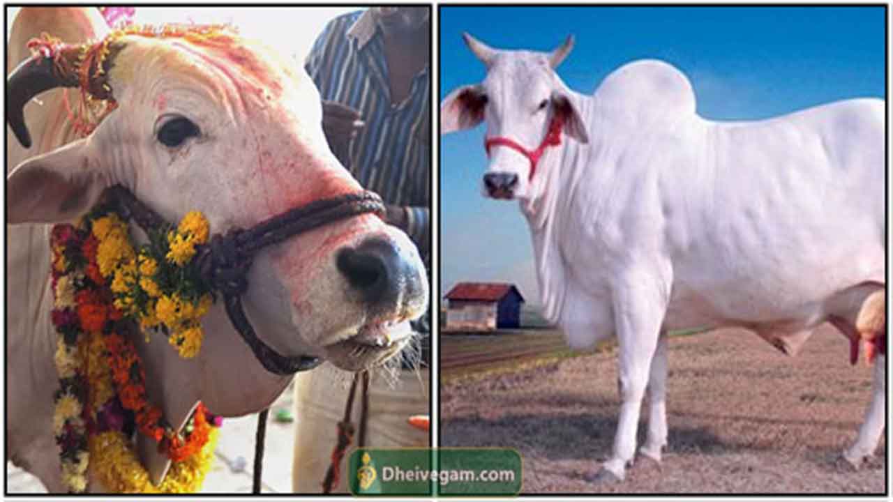Indian-cow