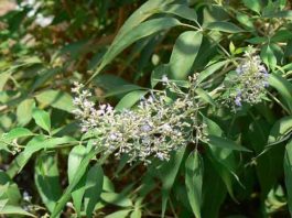 நொச்சி இலையின் பயன்கள் | Nochi ilai benefits in Tamil
