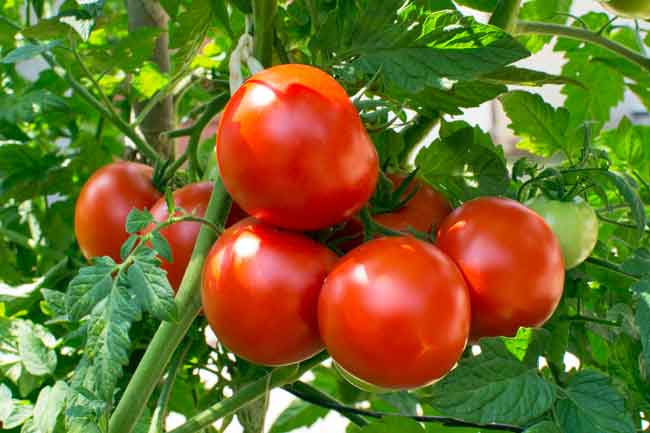 tomato