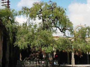 vanni tree