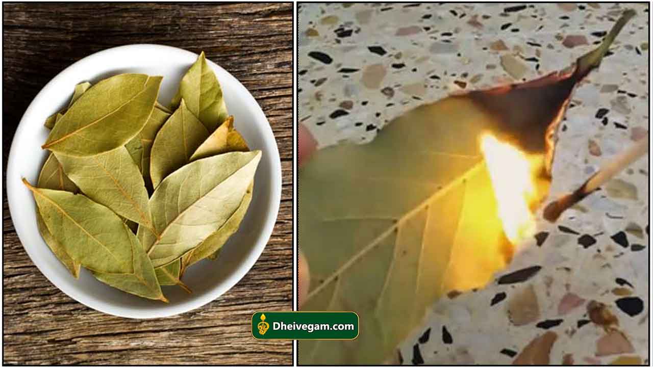 bay-leaf-burning