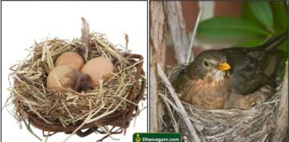nest2