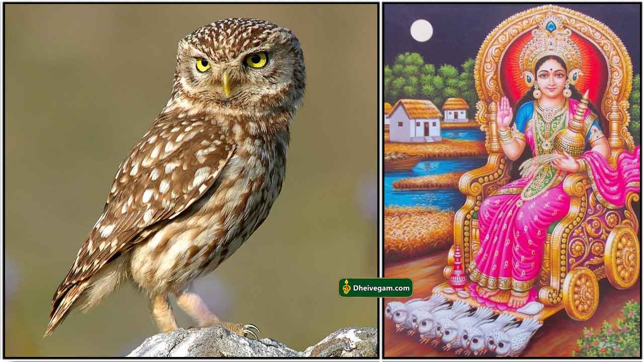 owl-lakshmi1