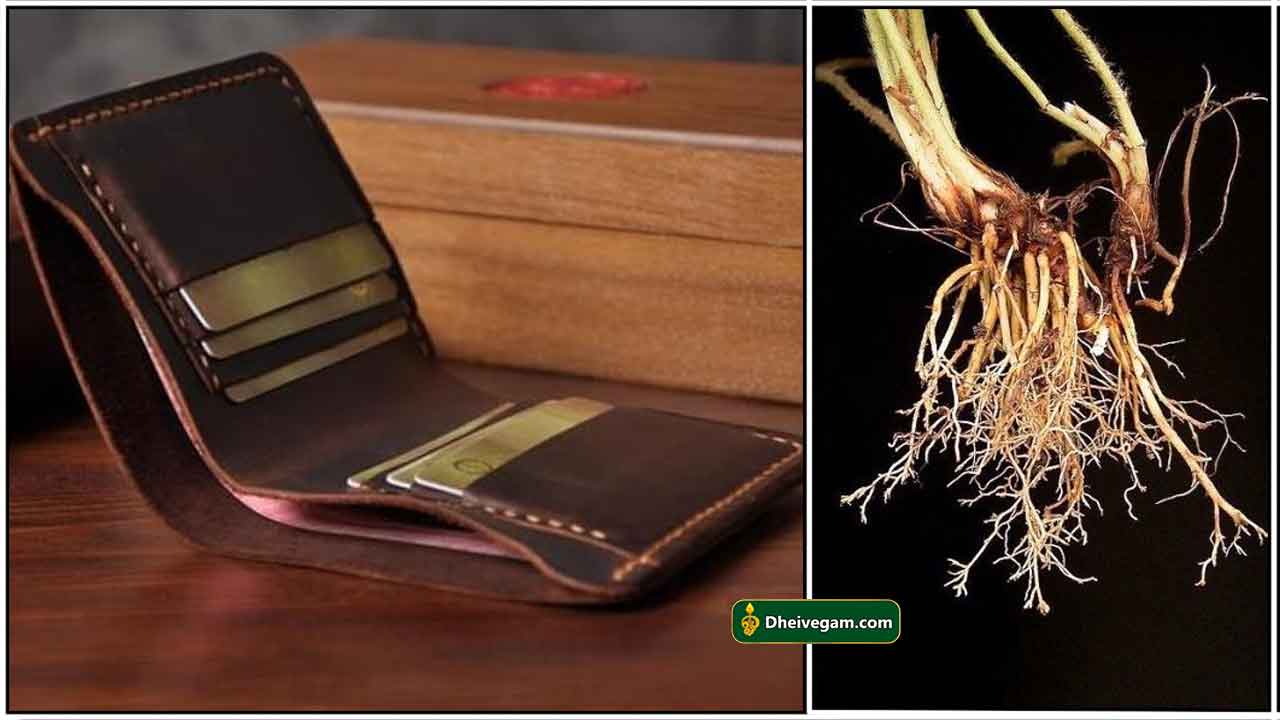 purse-root