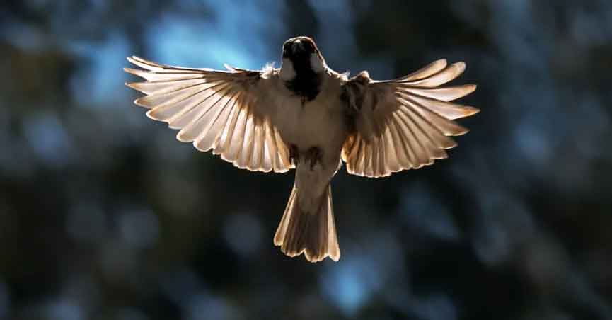 bird-flying