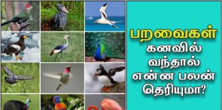birds-kanavu