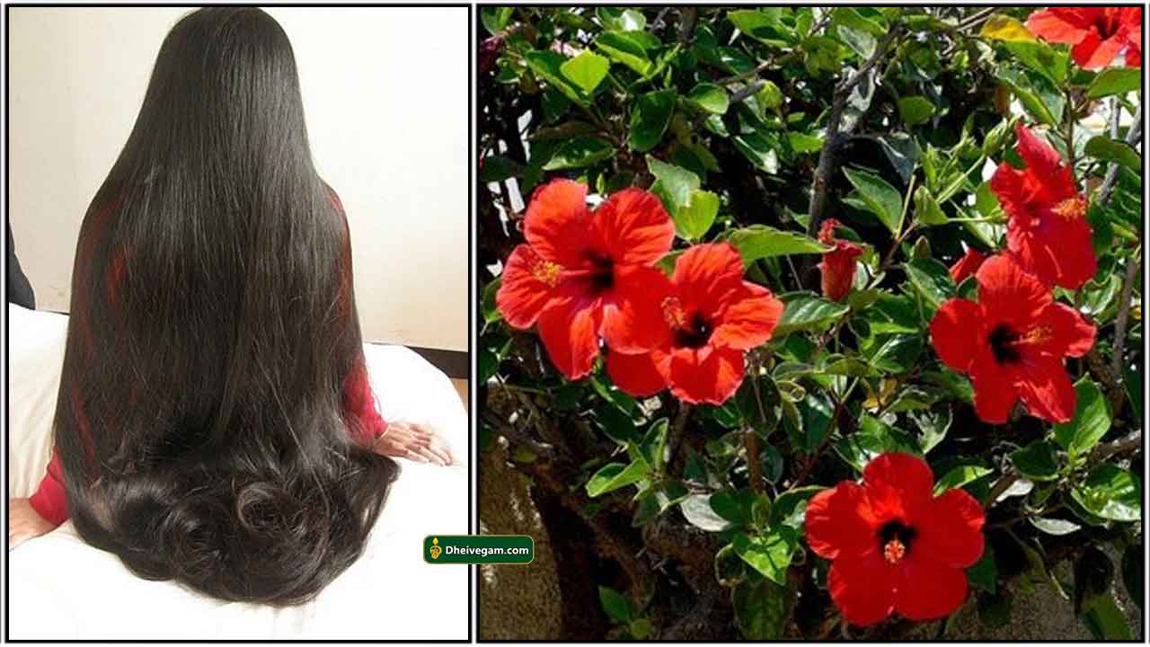 முடி கொட்டாமல் வளர | Hair growth tips in tamil Hair growth tips in tamil