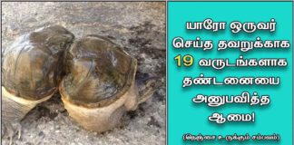 யாரோ ஒருவர் செய்த தவறுக்காக 19 வருடங்களாக தண்டனையை அனுபவித்த ஆமை! தெரியாமல் கூட இனி இப்படிப்பட்ட தவறை யாரும் செய்யாதீங்க!