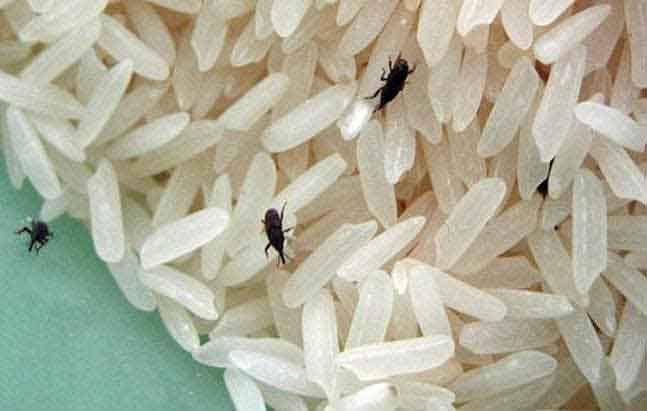 rice-bugs