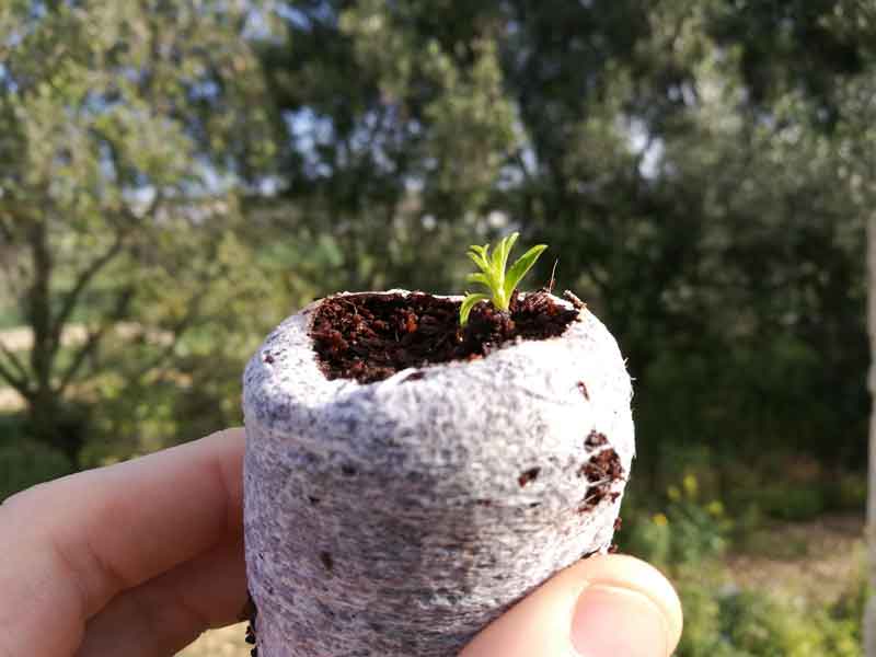 badam-plant-growing