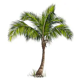 coconut-tree