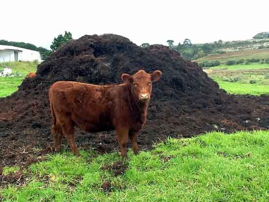 cow-dung
