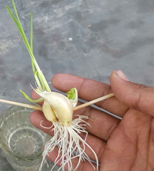 garlic-plant1