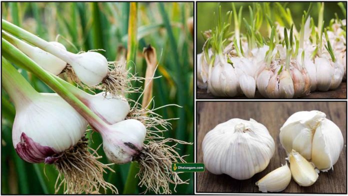 garlic-plant2