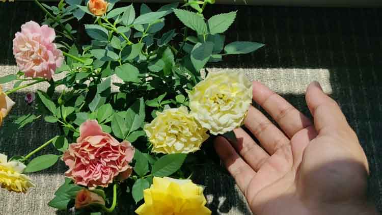 multi-color-roses