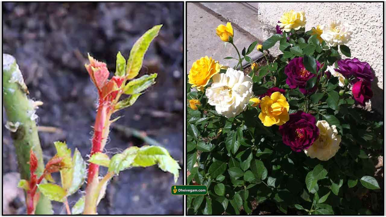 rose-plant-graft