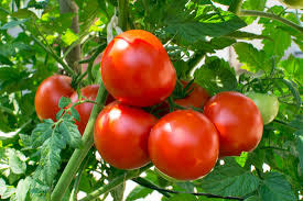 tomato-grow3