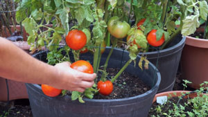 tomato-grow4