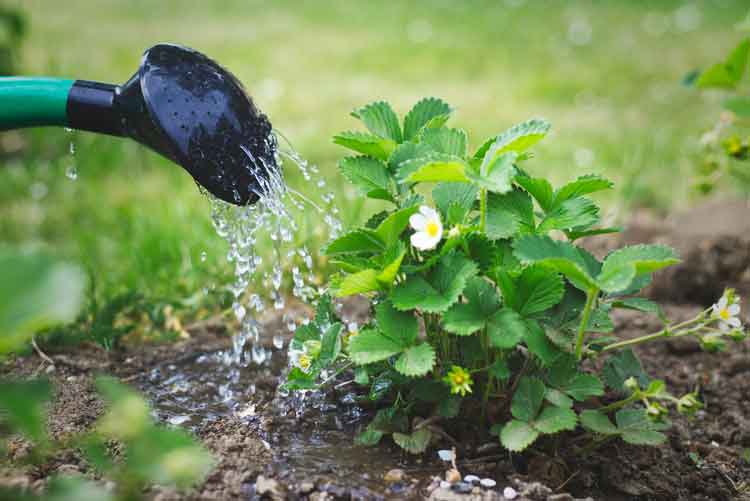 watering-plant