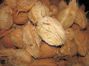 mattai-thengai-coconut