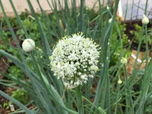 onion-flower