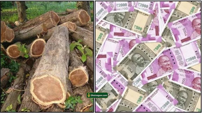 teak-wood-cash