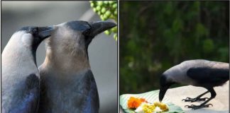 crow-food