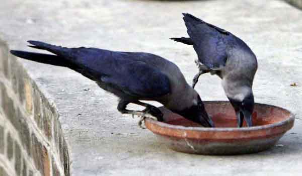 water-for-crow