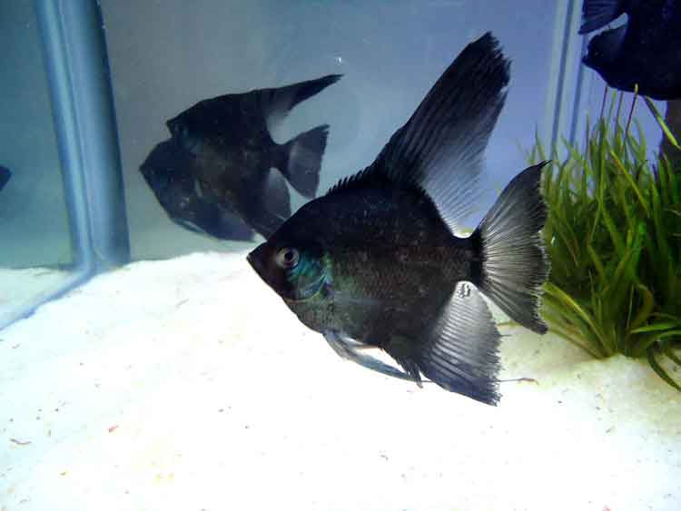 black-fish