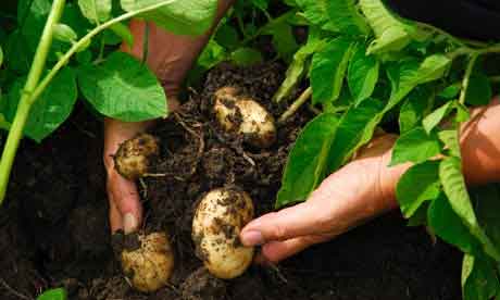 potato-planting