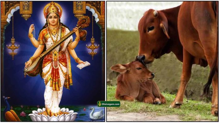 saraswathi-komatha-cow