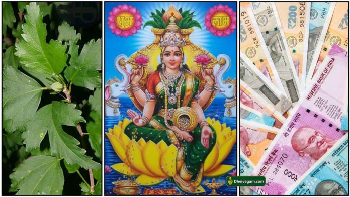 sembaruthi-leaf-lakshmi-cash