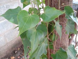 poovarasan-leaf